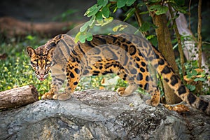 Clouded Leopard Neofelis nebulosa