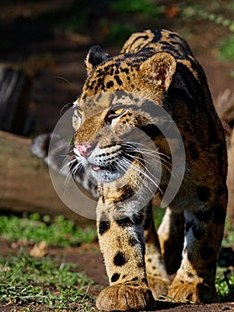 The clouded leopard, Neofelis nebulosa, is a wild cat.