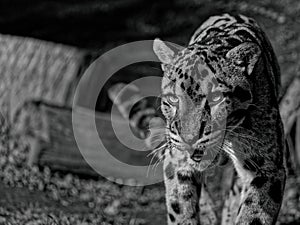 The clouded leopard, Neofelis nebulosa, is a wild cat.