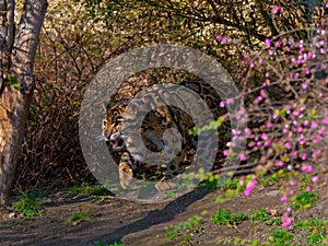 The clouded leopard, Neofelis nebulosa, is a wild cat.