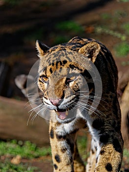 The clouded leopard, Neofelis nebulosa, is a wild cat.