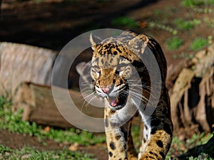 The clouded leopard, Neofelis nebulosa, is a wild cat.