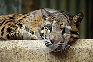 Clouded leopard (Neofelis nebulosa).