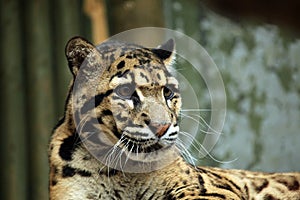 Clouded leopard (Neofelis nebulosa).