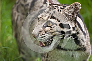 Clouded leopard Neofelis Nebulova big cat portrait