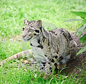 Clouded leopard Neofelis Nebulova big cat portrait