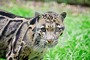 Clouded leopard Neofelis Nebulova big cat portrait