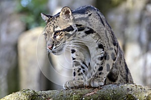 Clouded leopard portrait