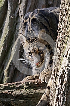 Clouded leopard portrait