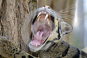 Clouded leopard portrait