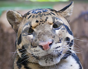 Clouded leopard portrait