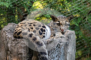 Clouded Leopard Resting on a Tree
