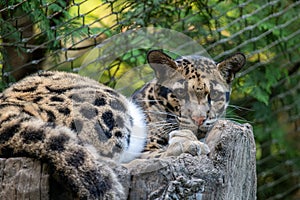 Clouded Leopard Resting on a Tree