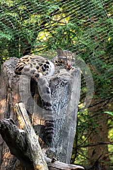 Clouded Leopard Resting on a Tree