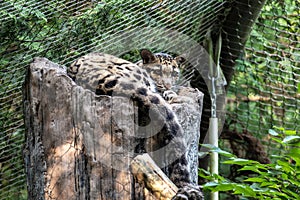 Clouded Leopard Resting on a Tree