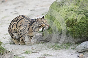 Clouded leopard