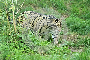 Clouded leopard photo