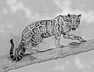 Clouded leopard walking on the branch in tropical forest