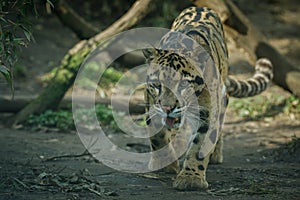 Clouded leopard is walking towards from the shadows to the light