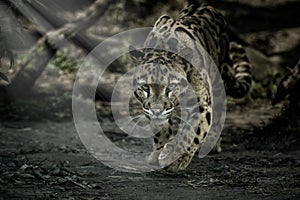 Clouded leopard is walking towards from the shadows to the light