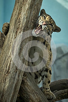 Clouded leopard is walking towards from the shadows to the light