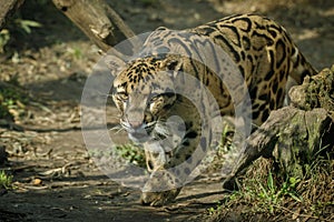 Clouded leopard is walking towards from the shadows to the light photo