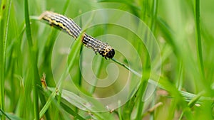 Clouded magpie moth (Abraxas sylvata) caterpillar
