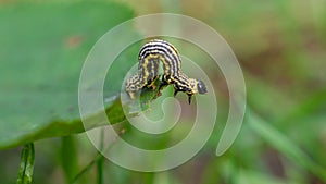 Clouded magpie moth (Abraxas sylvata) caterpillar