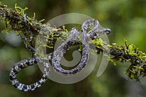 The clouded snake - Sibon nebulatus