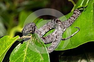 Clouded snake (Sibon nebulatus), Tortuguero, Costa Rica wildlife