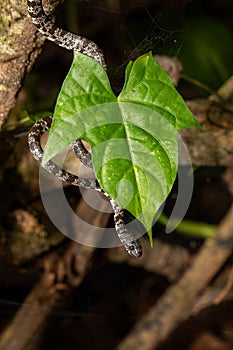 Clouded snake (Sibon nebulatus), Tortuguero, Costa Rica wildlife