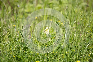 Clouded Sulfur Butterfly Feeding