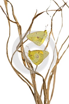 Clouded Sulphur butterflies landed on branches, Colias philodice