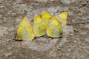 Clouded Sulphur - Colias philodice