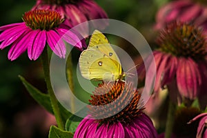 Clouded Sulphur Butterfly