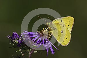 Clouded Sulphur Butterfly