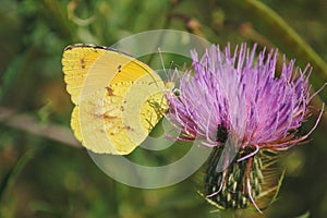 Clouded Sulphur Butterfly on Virginia Thistle