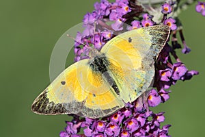 Clouded Sulphur Colias philodice Butterfly
