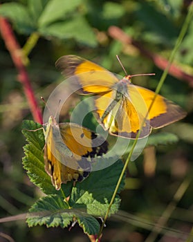 Clouded Yellow butterflies mating process