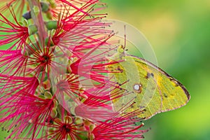 Clouded Yellow butterfly - Colias croceus