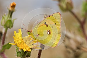 Clouded yellow Butterfly (Colias croceus). photo