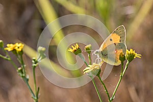 Clouded Yellow Colias croceus