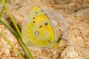 Clouded Yellow (Colias croceus) butterfly photo