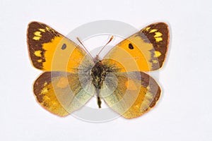 Clouded Yellow ,Colias croceus, on white photo