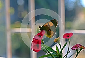 Clouded yellow on Euphorbia milii, the crown of thorns, Christ plant