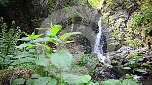 Cloudforest waterfall