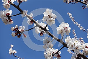 Cloudless blue sky and branches of blossoming apricot in April