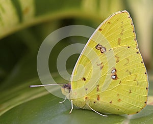 Cloudless Giant Sulphur Butterfly photo