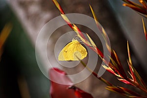 Cloudless sulfurs butterfly Phoebis sennae perches on a red and yellow heliconia