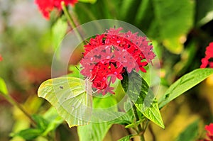 Cloudless Sulphur Butterfly